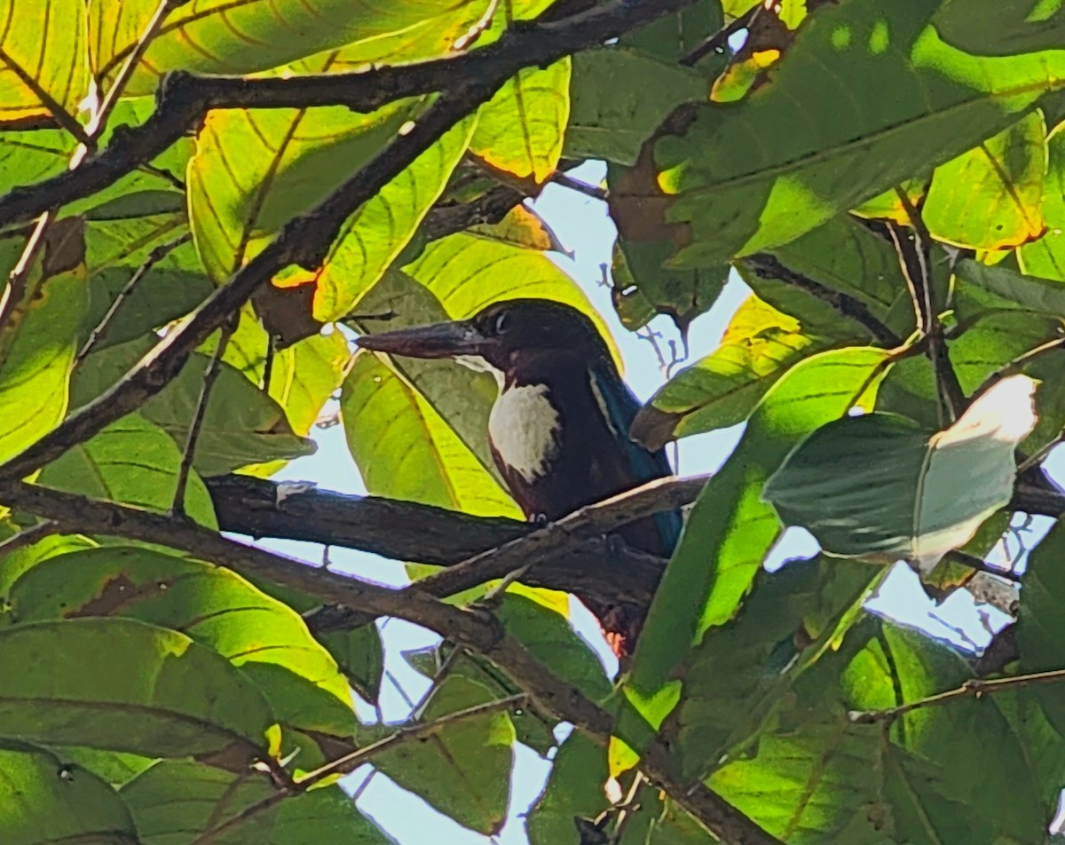 White-throated Kingfisher - ML610823387