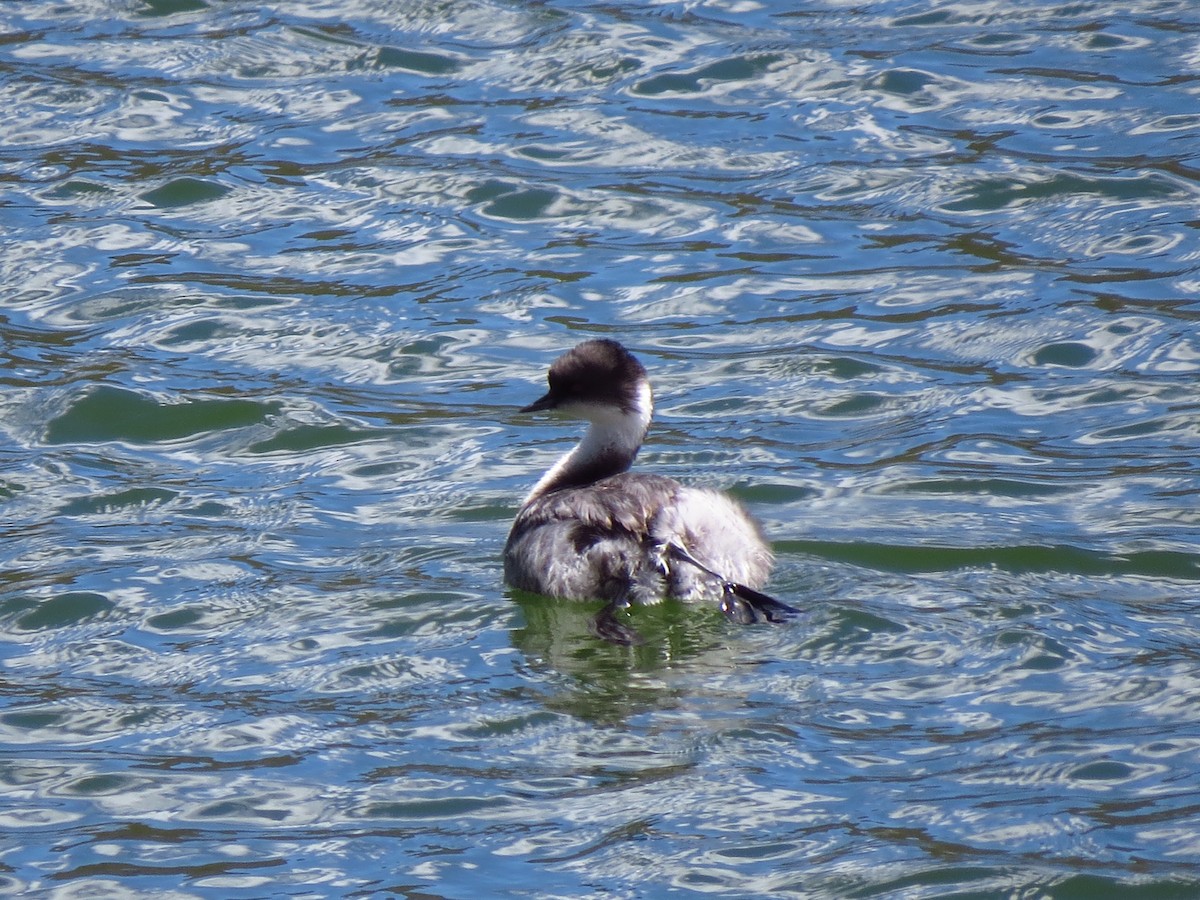 Silvery Grebe - ML610823500