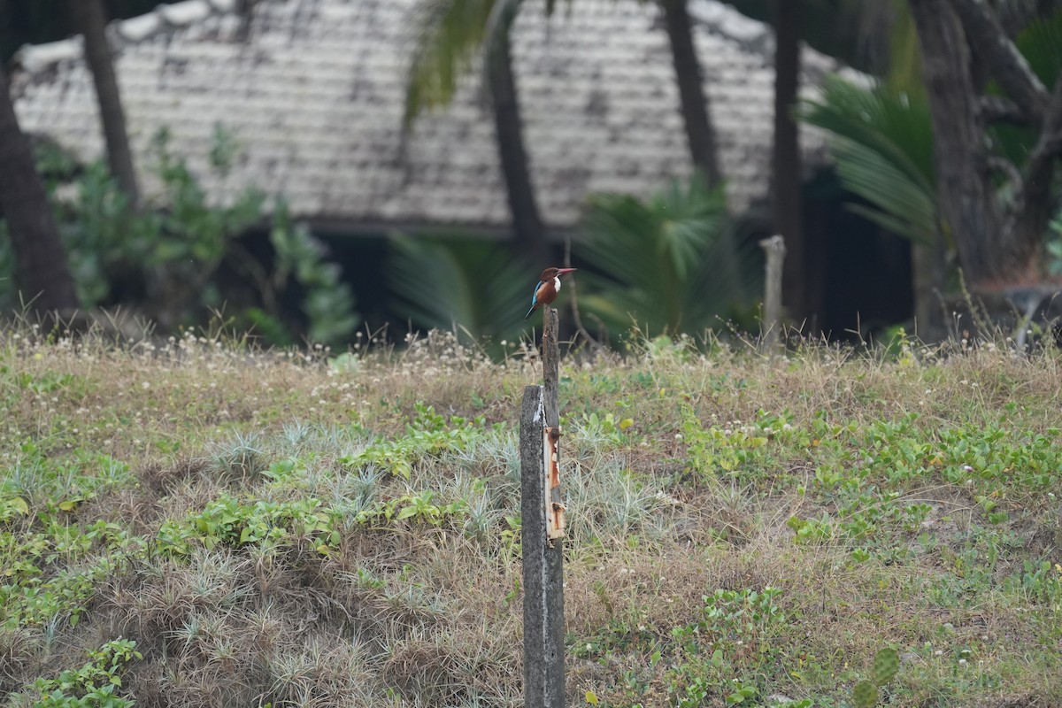 White-throated Kingfisher - Praveen Chavan