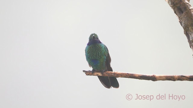 Colibrí Rutilante - ML610823538