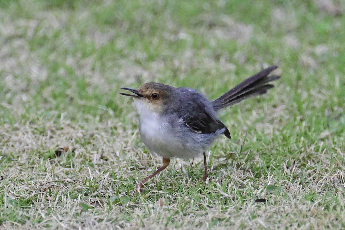 サントメハウチワドリ - ML610823591