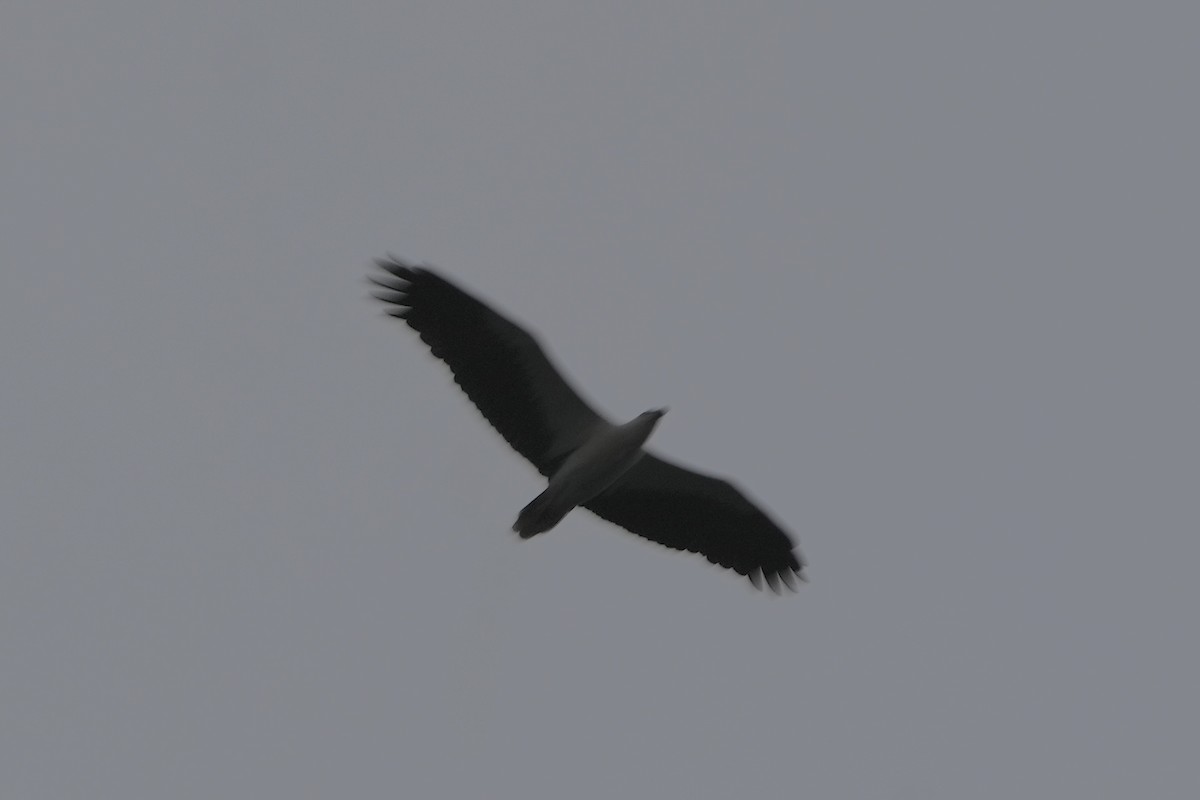 White-bellied Sea-Eagle - ML610823592