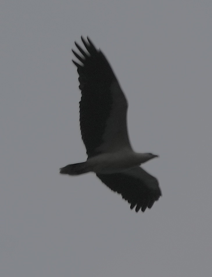 White-bellied Sea-Eagle - ML610823593