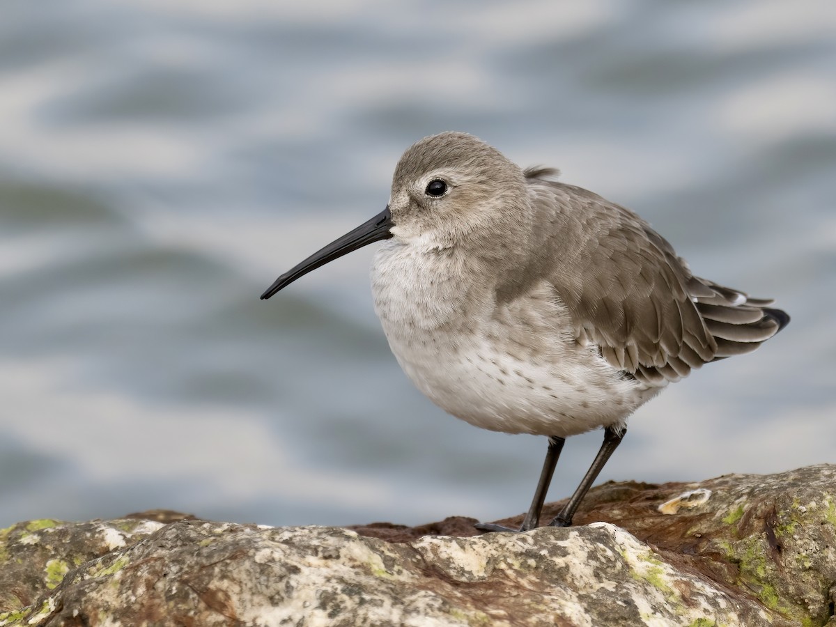 Alpenstrandläufer - ML610823635