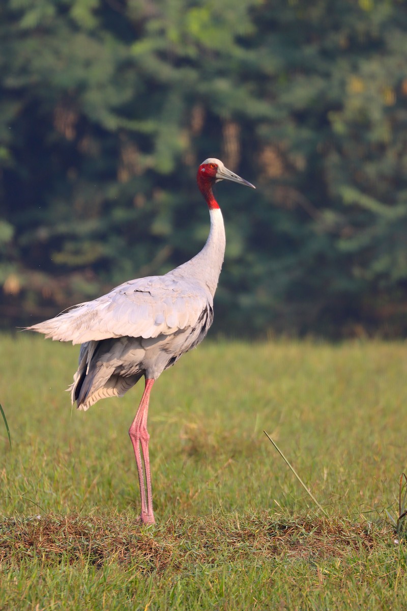 Sarus Crane - Sonali Shankar