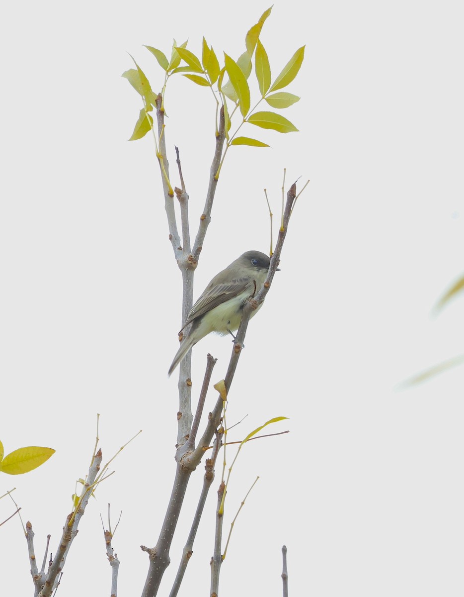 Eastern Phoebe - Phil Mozel