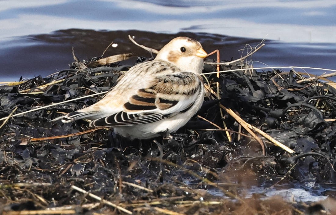 Snow Bunting - Mark Dennis