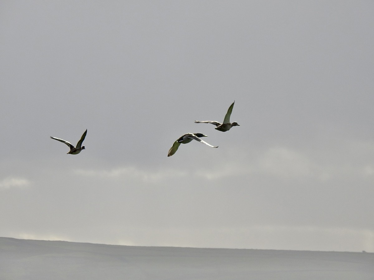 Eurasian Wigeon - ML610823793