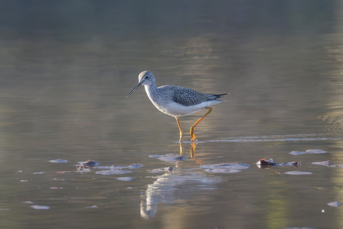 Greater Yellowlegs - ML610823858