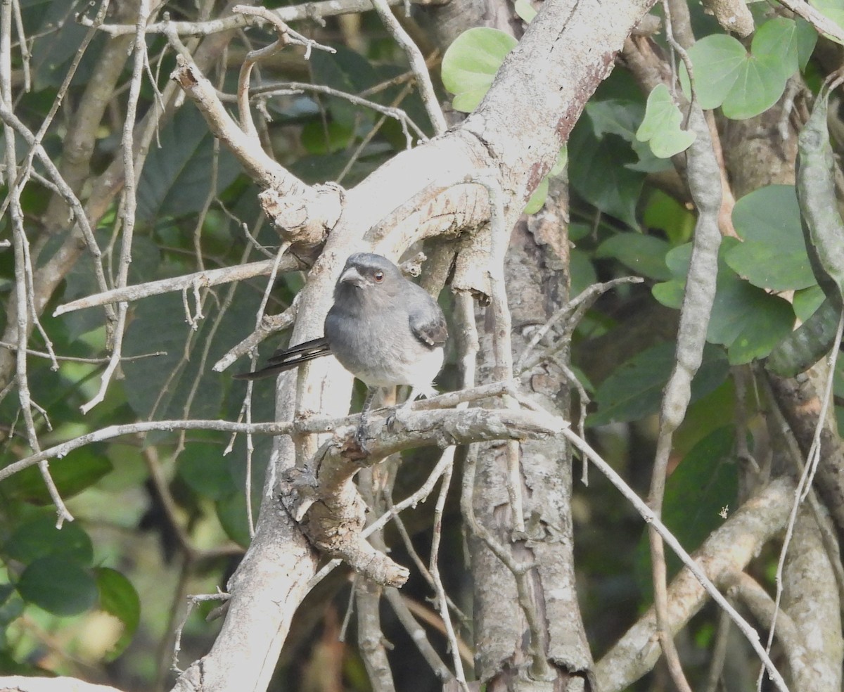 Gray-bellied Cuckoo - ML610823865
