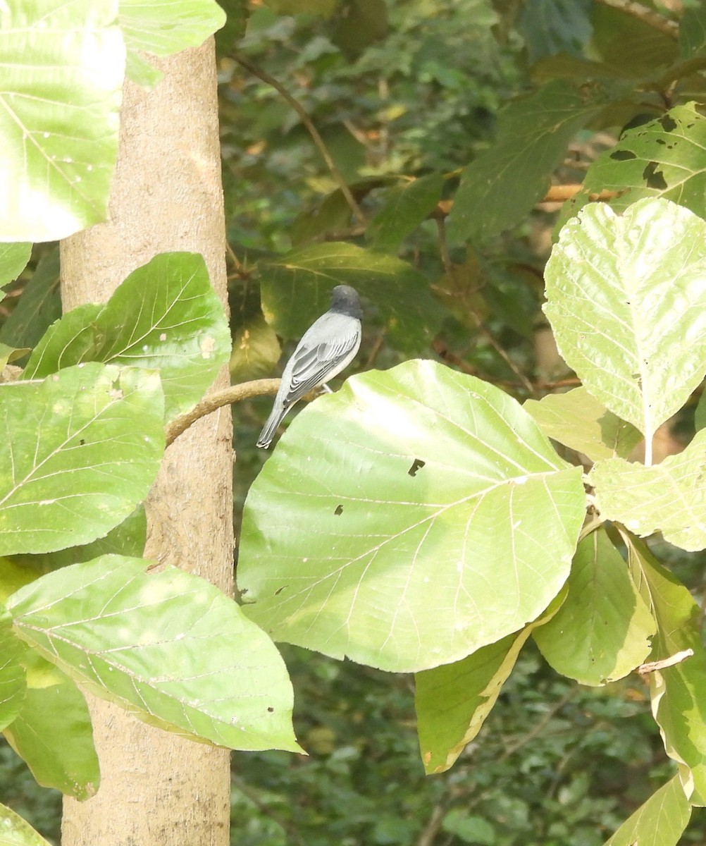 Black-headed Cuckooshrike - ML610823885