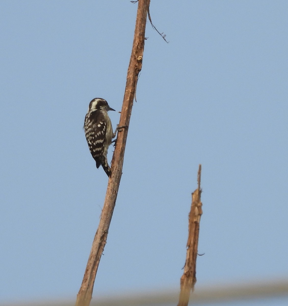 Brown-capped Pygmy Woodpecker - ML610823904