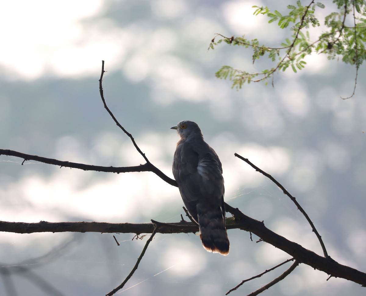 Common Hawk-Cuckoo - Sonali Shankar