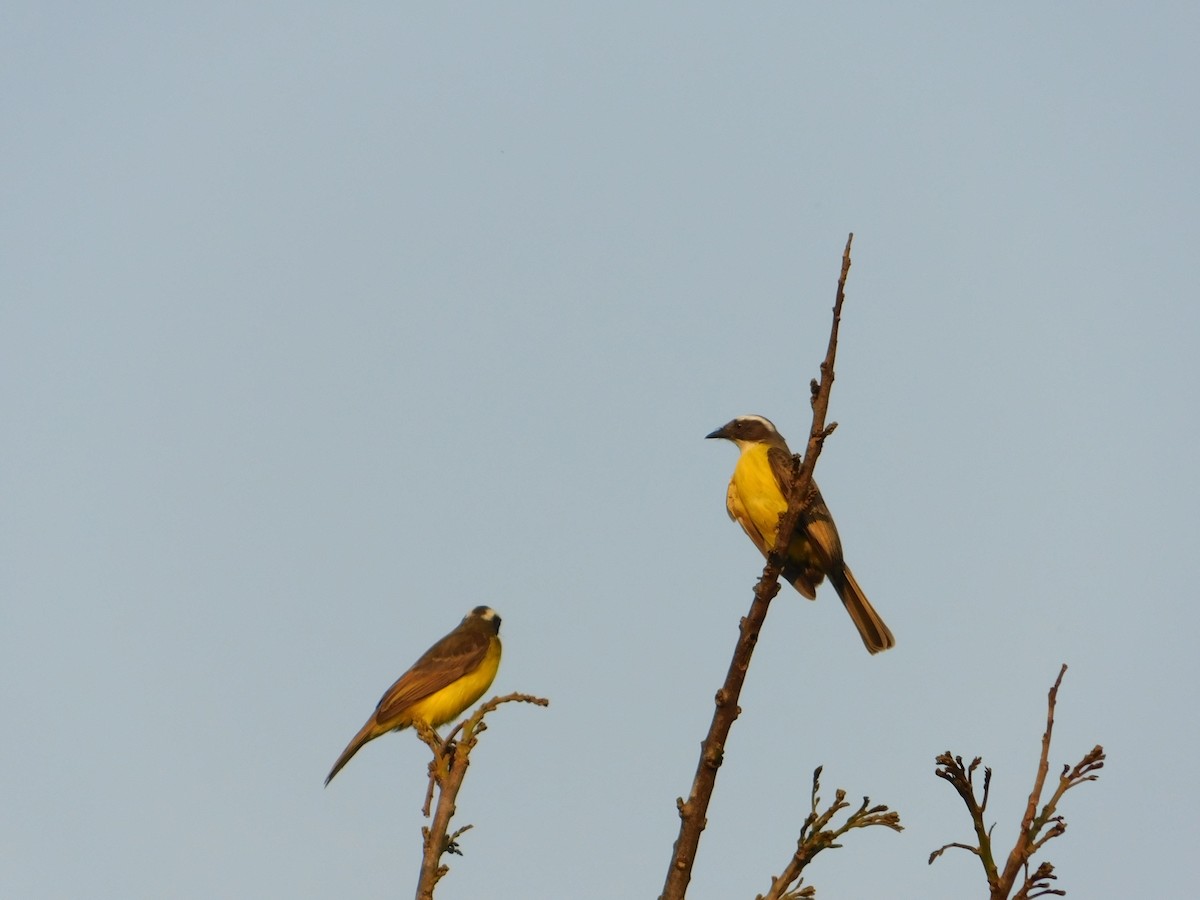 Social Flycatcher - Genaro Mazzucco