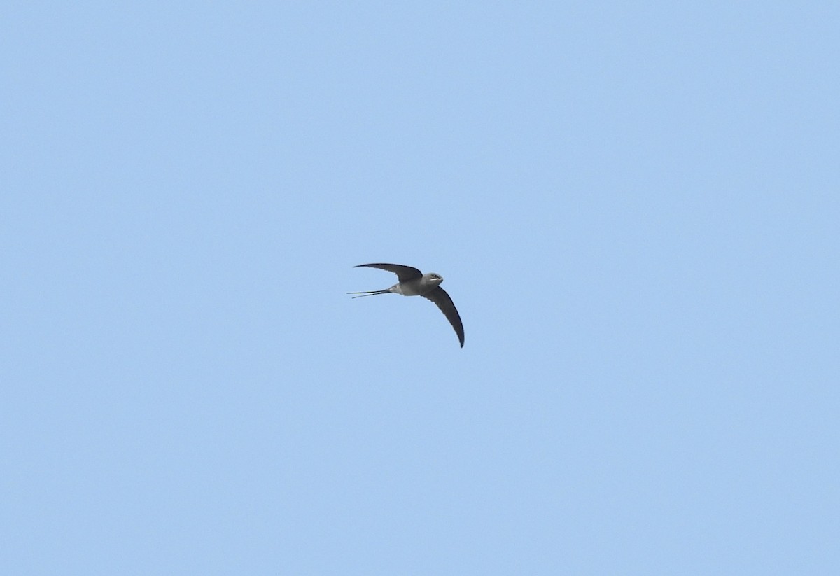 Crested Treeswift - ML610823922