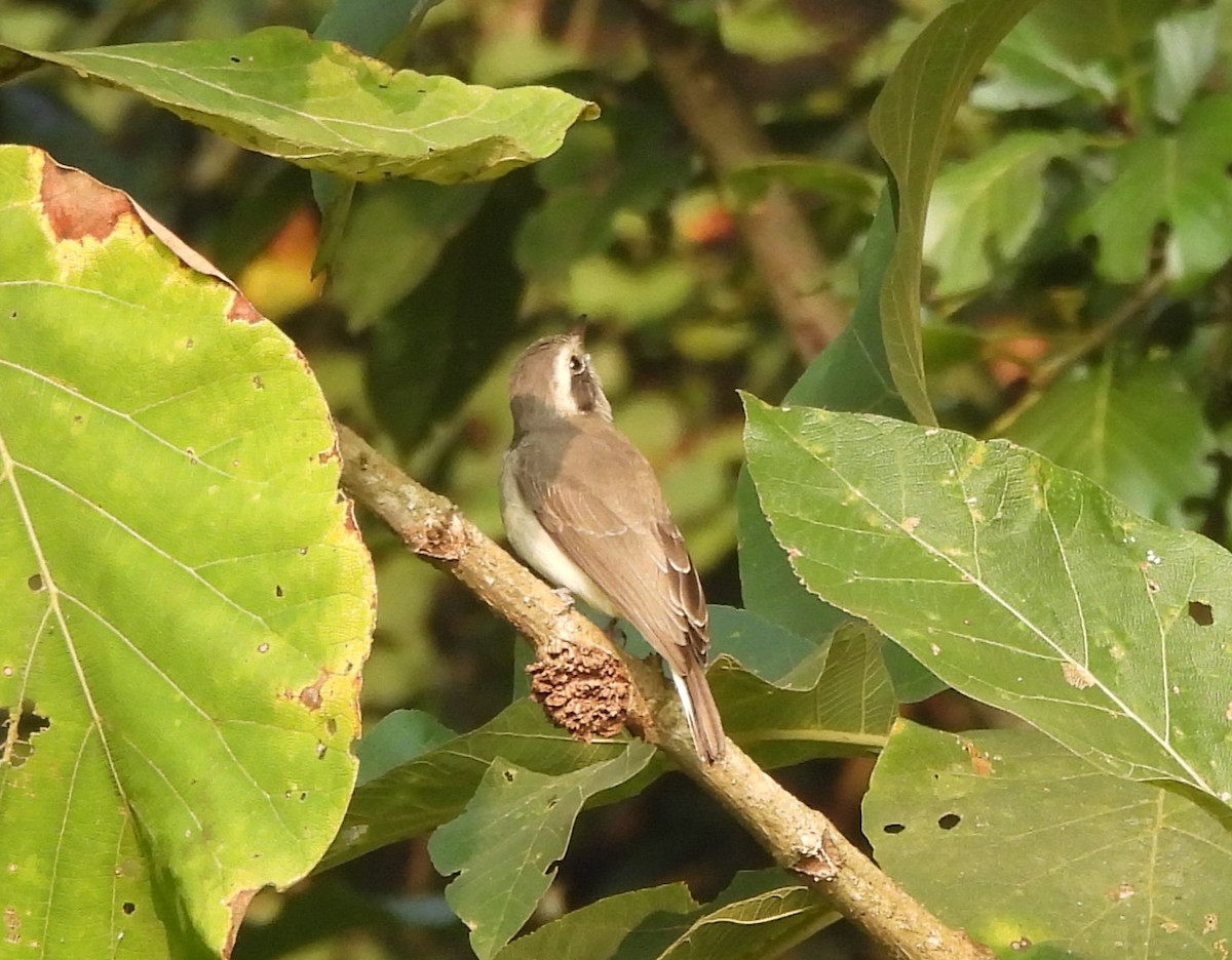 Common Woodshrike - ML610823929