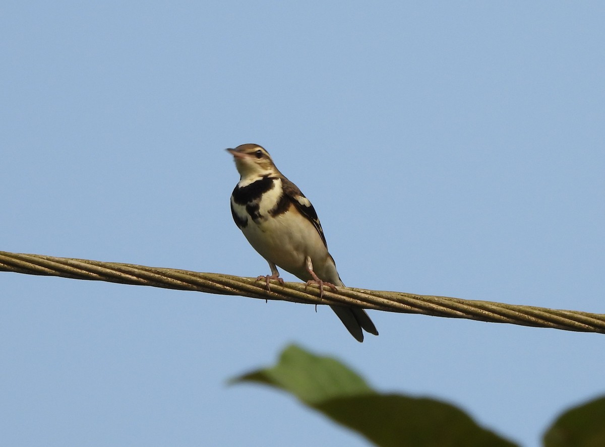Forest Wagtail - ML610823933