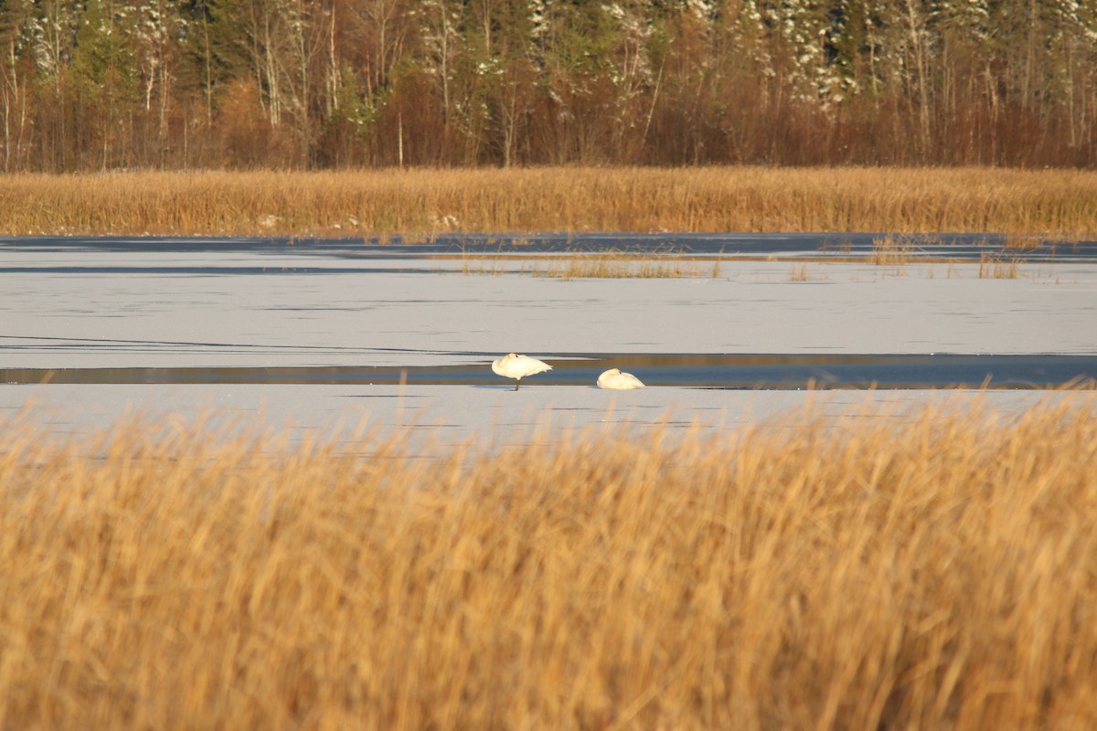 Trumpeter Swan - Real Gauthier