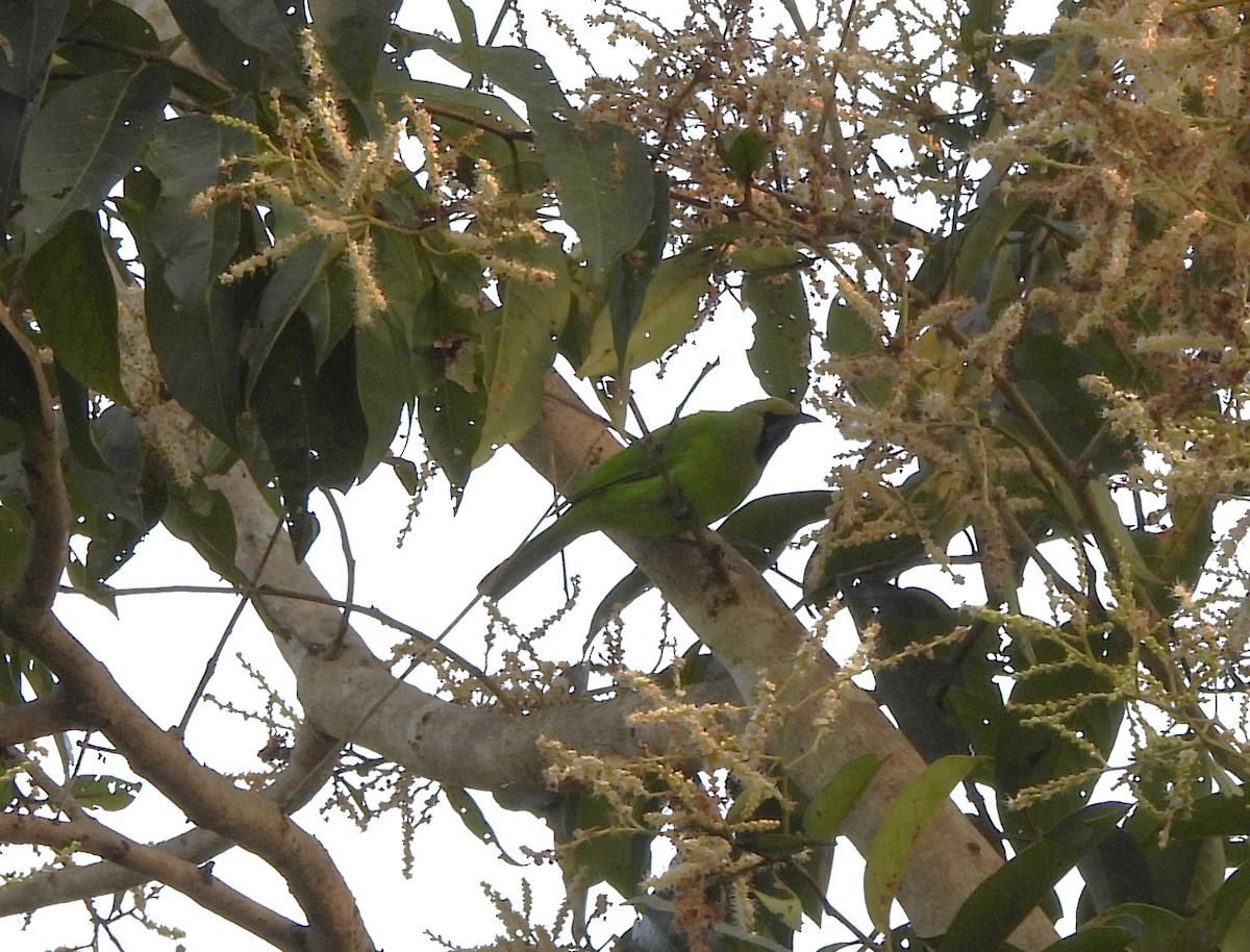 Jerdon's Leafbird - Shivaprakash Adavanne