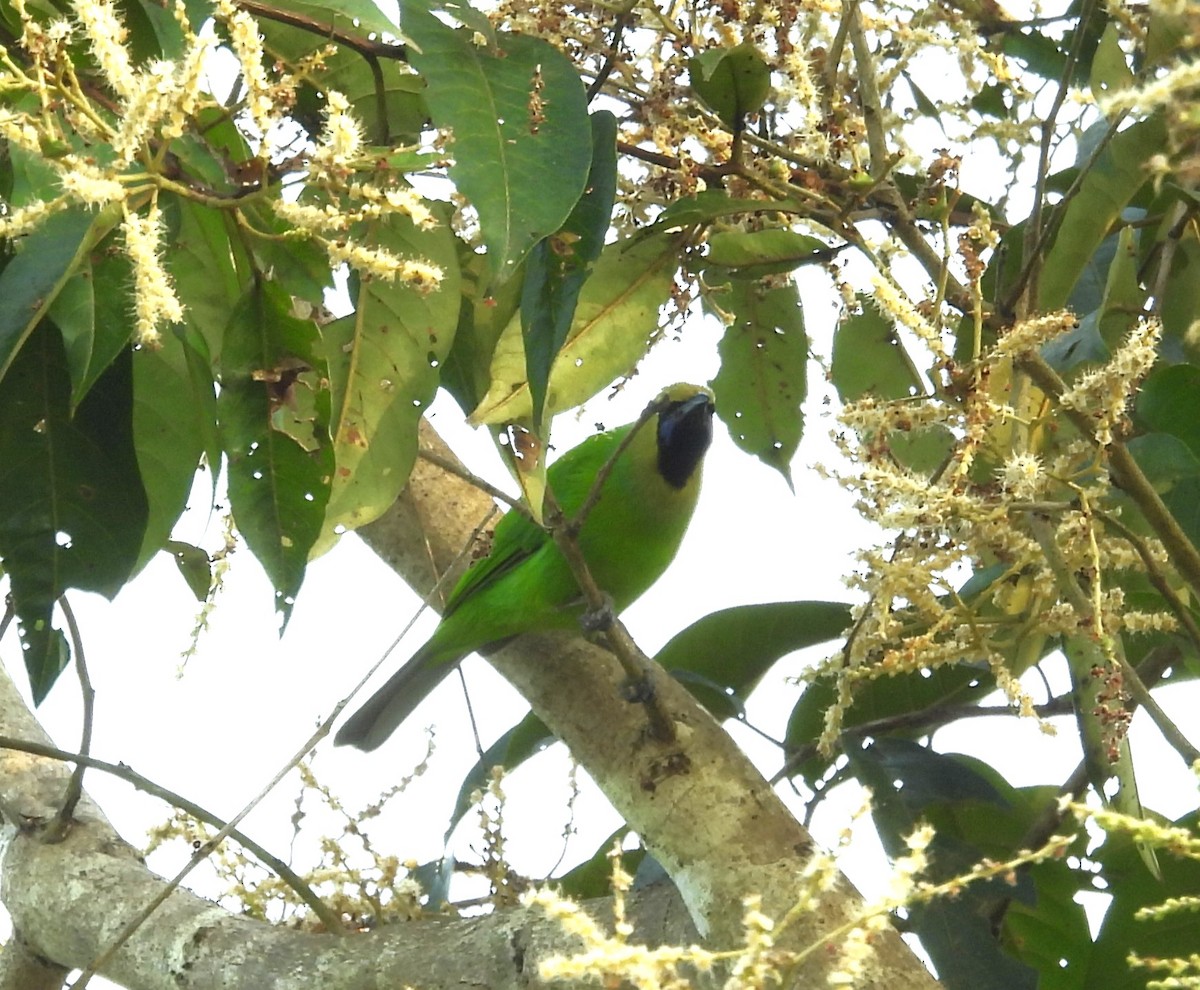 Jerdon's Leafbird - ML610824033