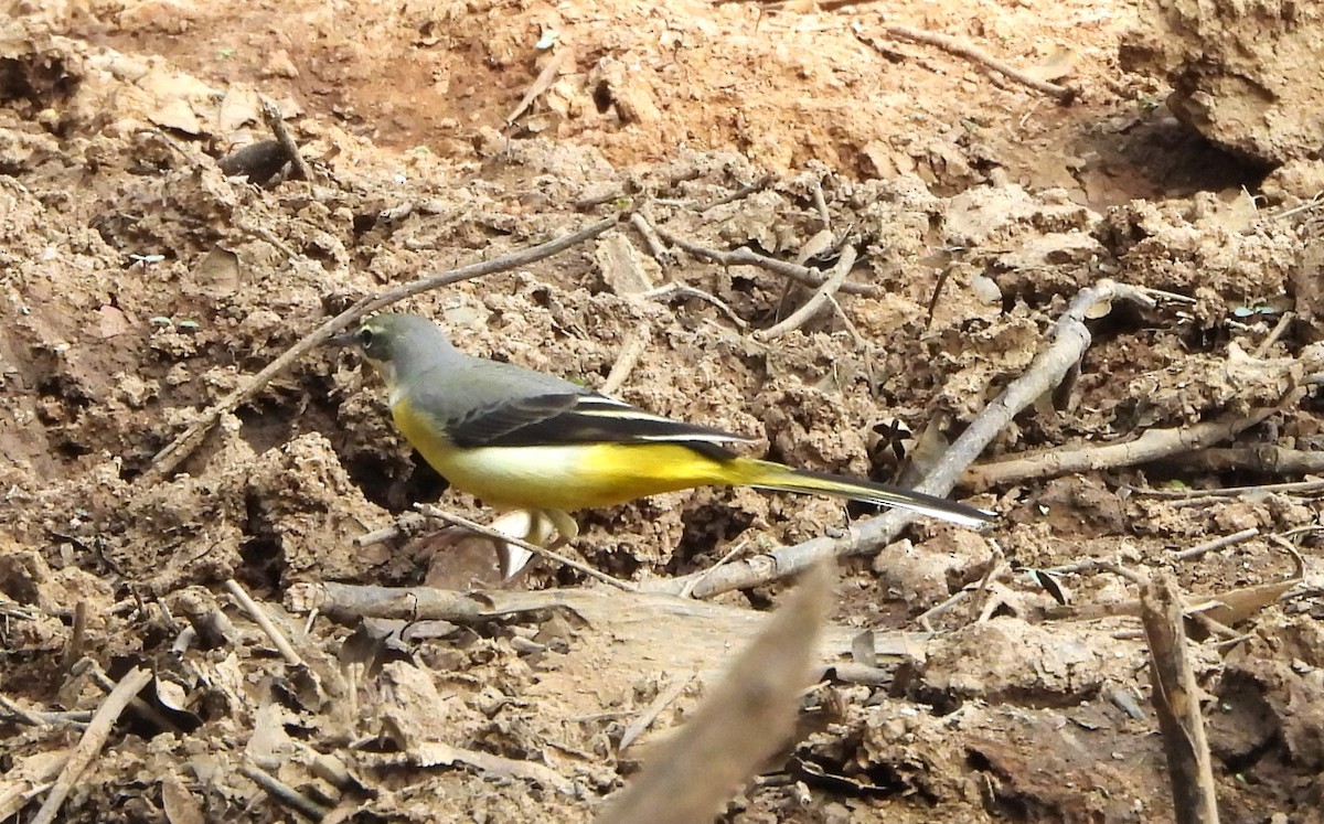 Gray Wagtail - ML610824044