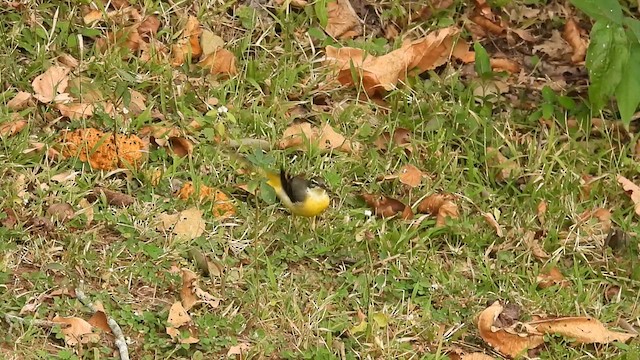 Gray Wagtail - ML610824047