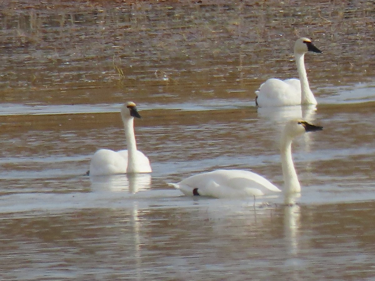 Cygne siffleur - ML610824055