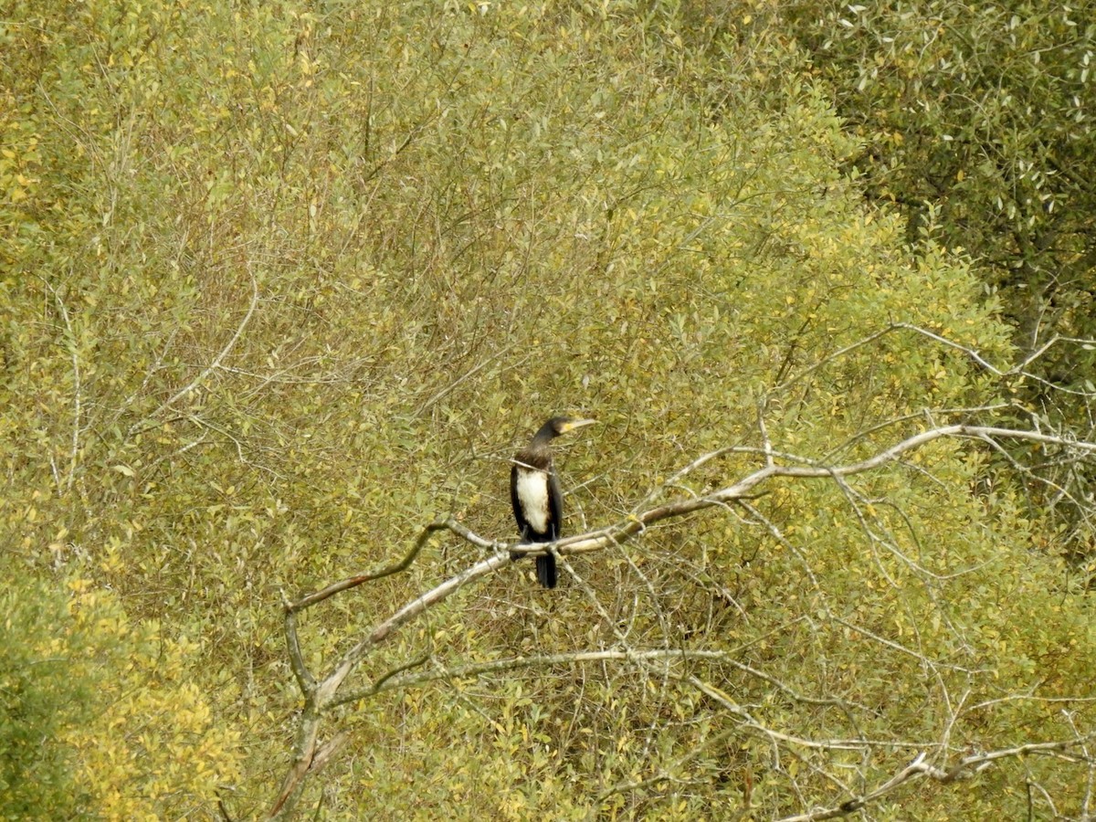 Great Cormorant (Eurasian) - ML610824057