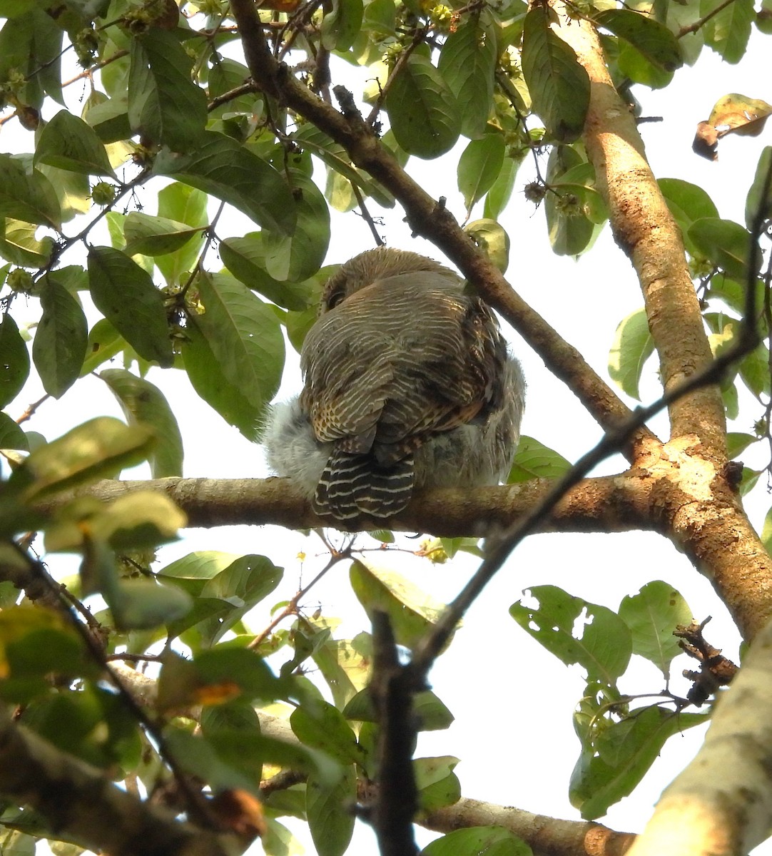 Jungle Owlet - Shivaprakash Adavanne