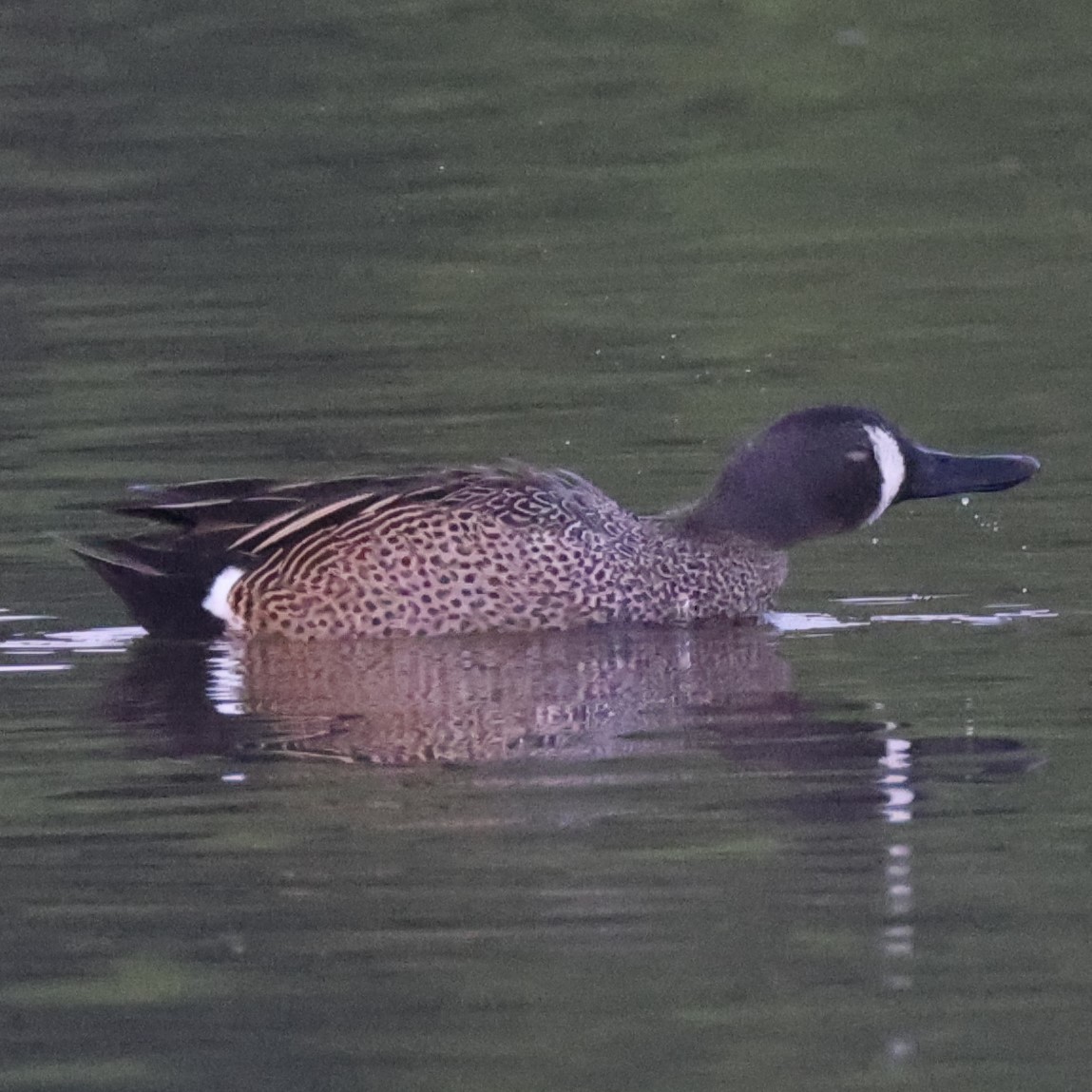 Blue-winged Teal - ML610824087