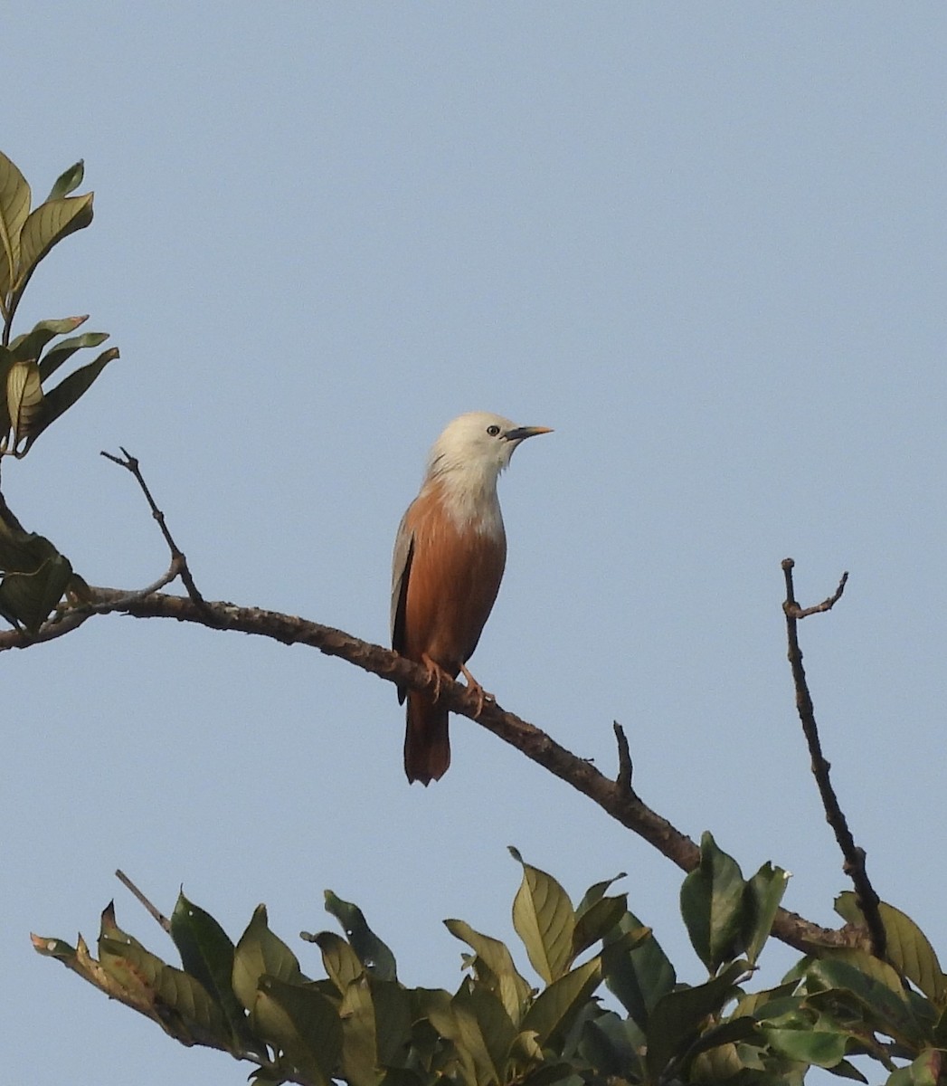 Malabar Starling - ML610824097