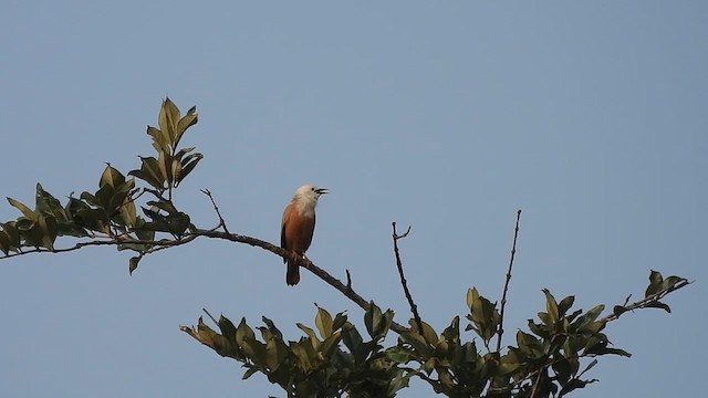 Malabar Starling - ML610824098