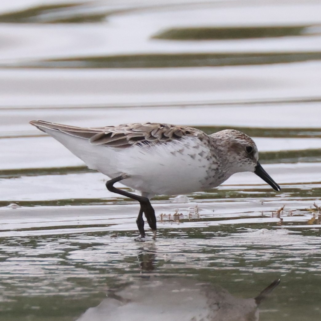 Semipalmated Sandpiper - ML610824100