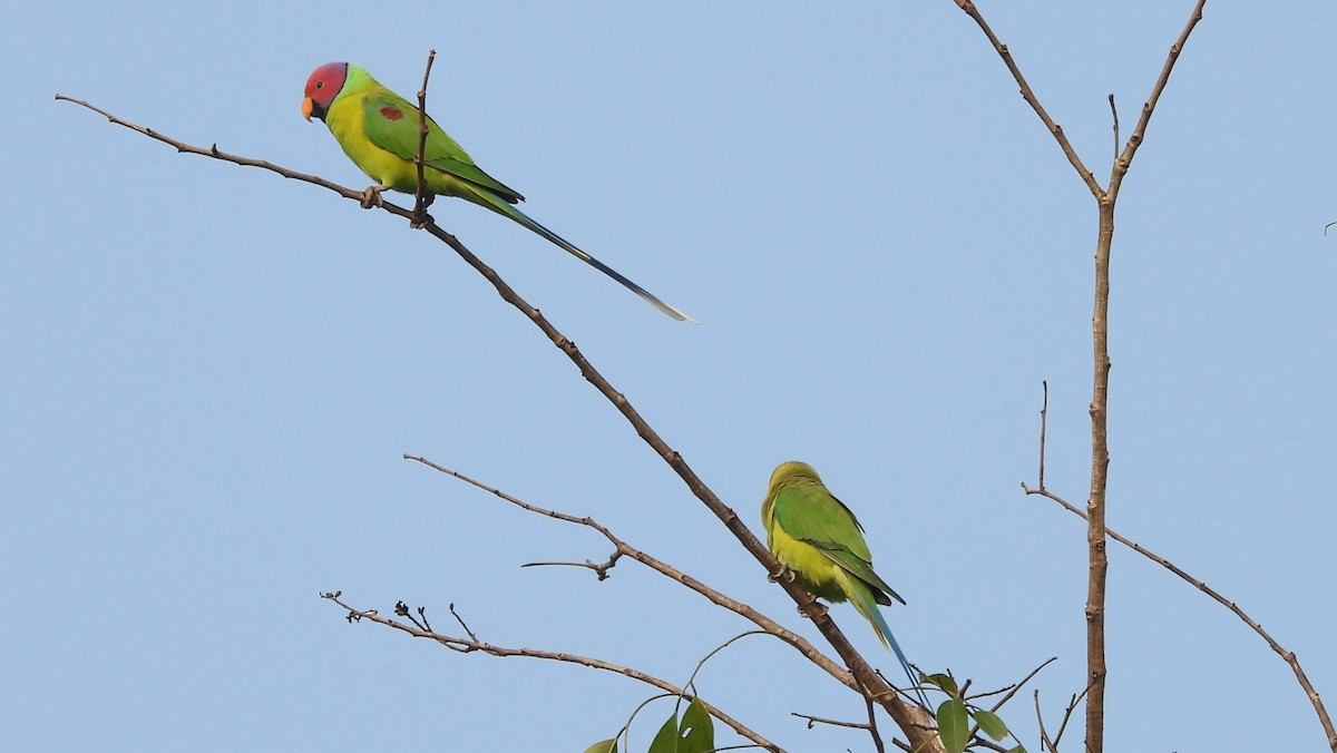 Plum-headed Parakeet - Shivaprakash Adavanne