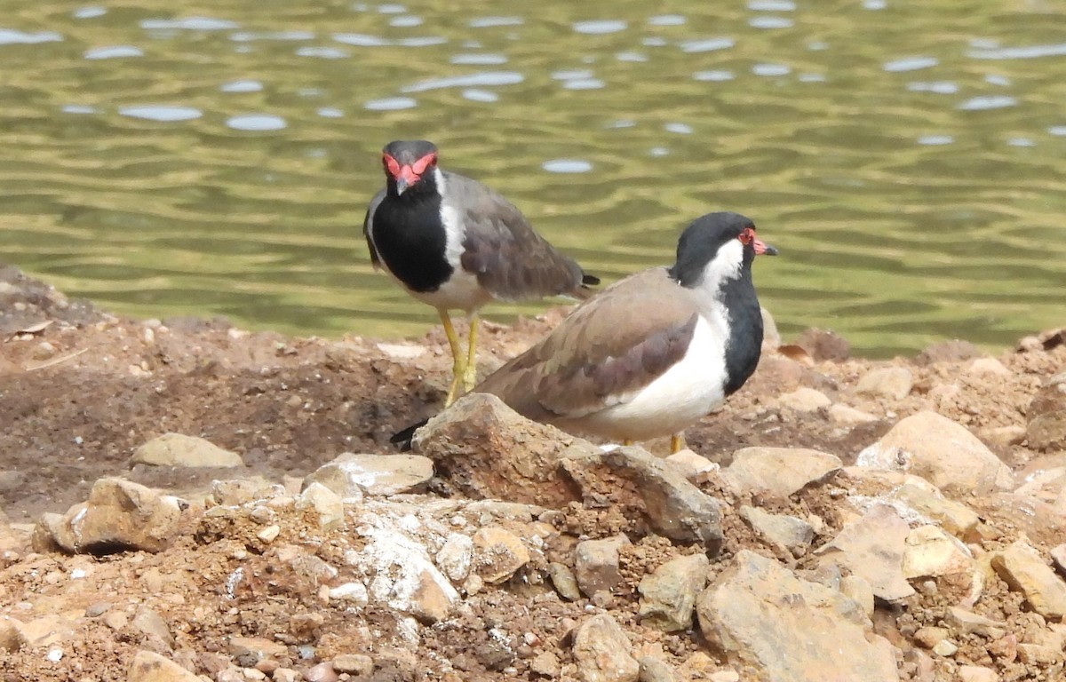 Red-wattled Lapwing - ML610824122