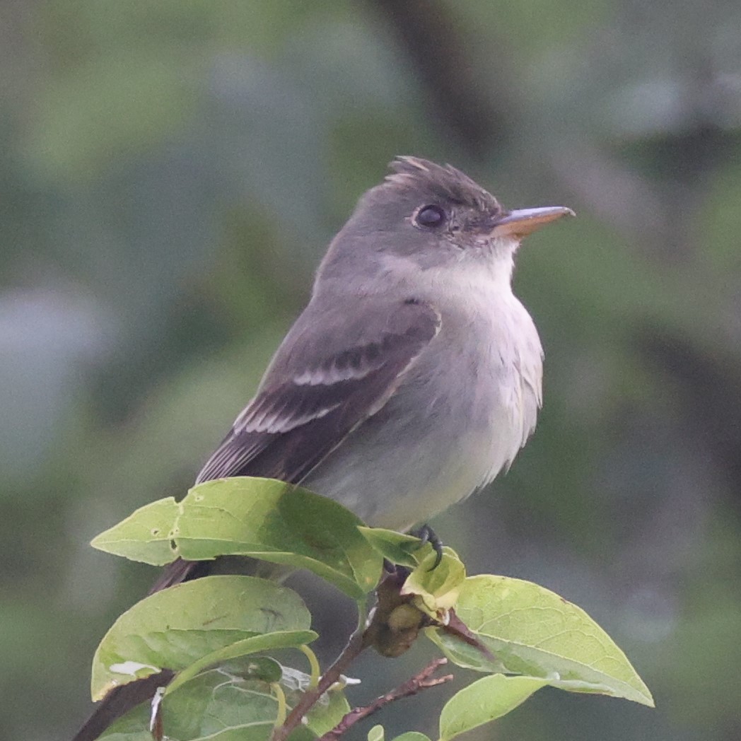 Eastern Wood-Pewee - Tim Homan