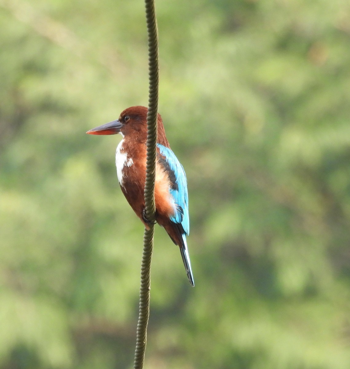 White-throated Kingfisher - Shivaprakash Adavanne