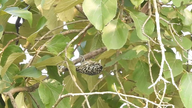 Yellow-crowned Woodpecker - ML610824163