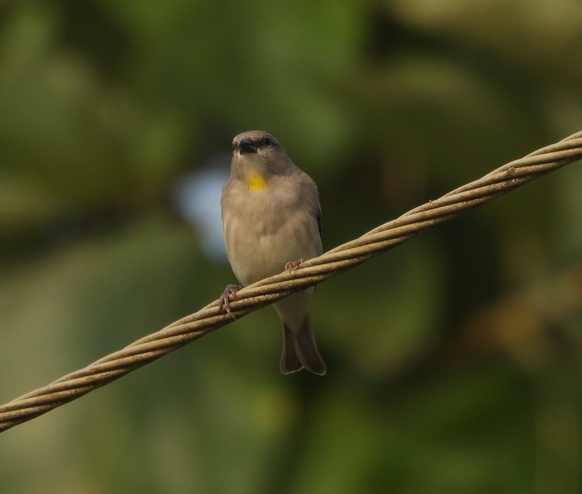 Yellow-throated Sparrow - ML610824165