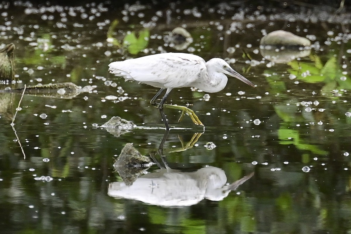 Western Reef-Heron - ML610824189