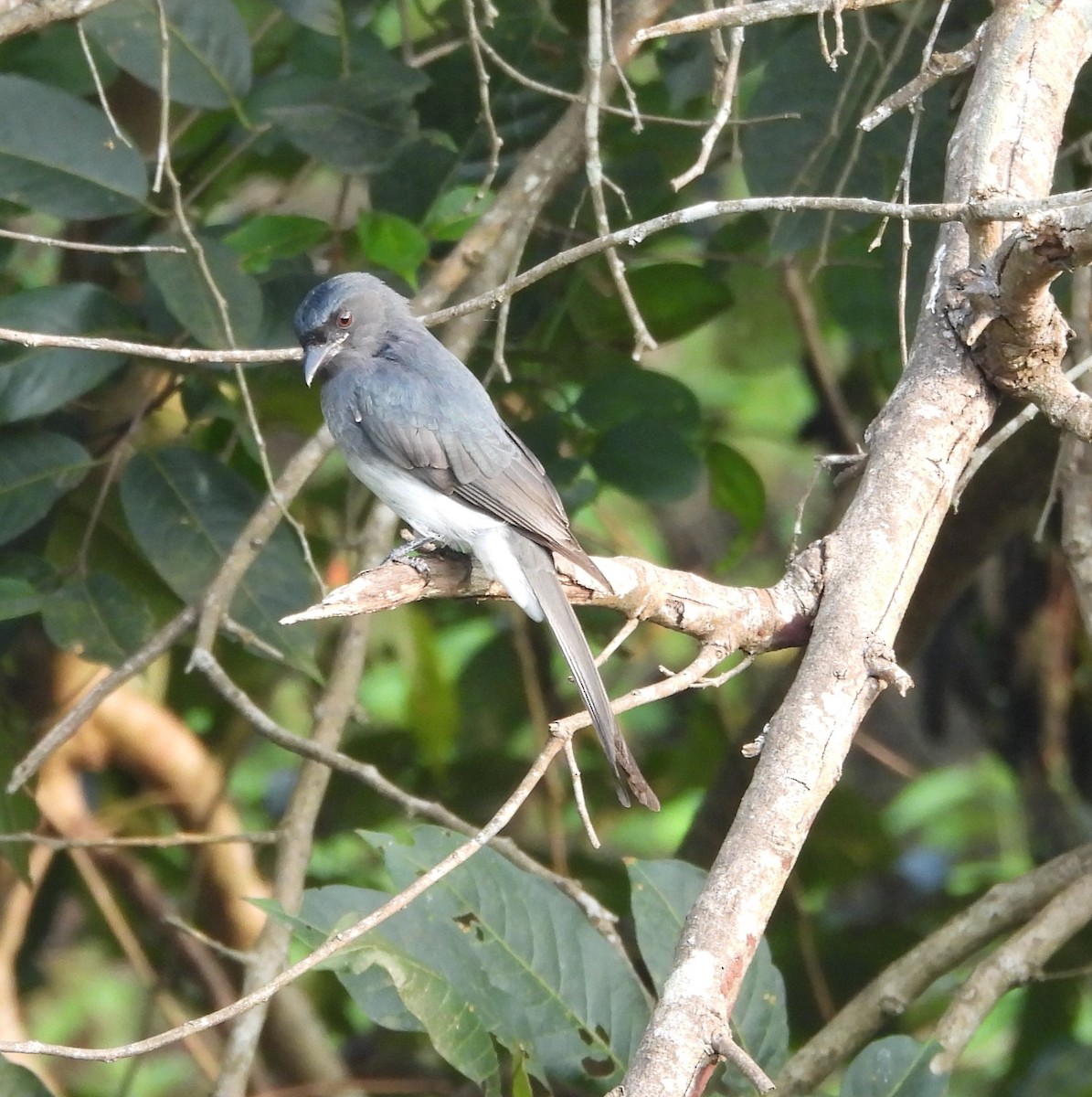 Drongo à ventre blanc - ML610824192