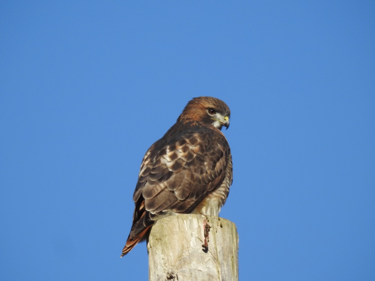 Red-tailed Hawk - Fred MacKenzie