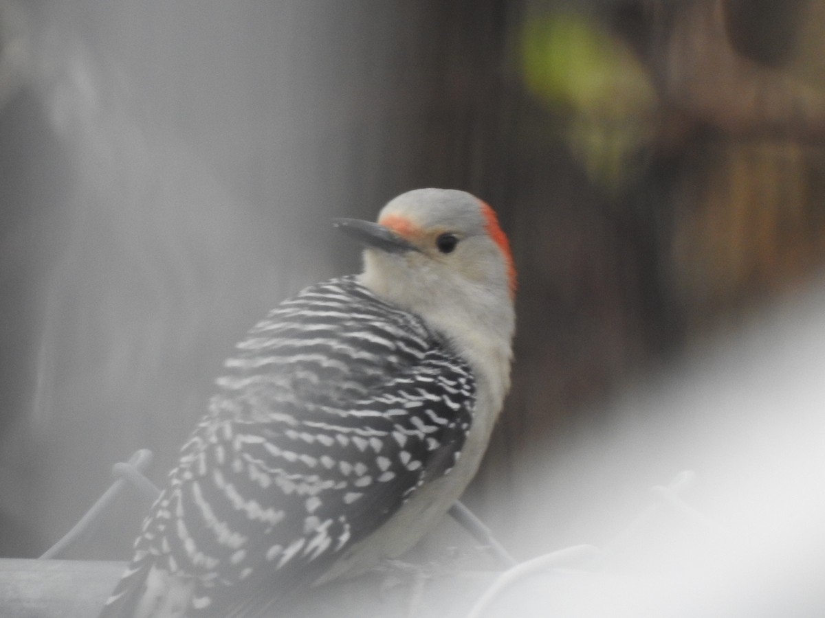 Red-bellied Woodpecker - Jacques Bélanger