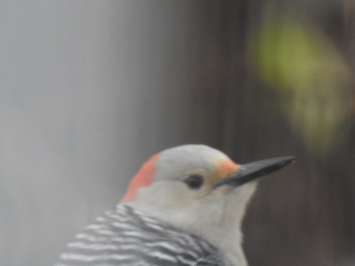 Red-bellied Woodpecker - Jacques Bélanger