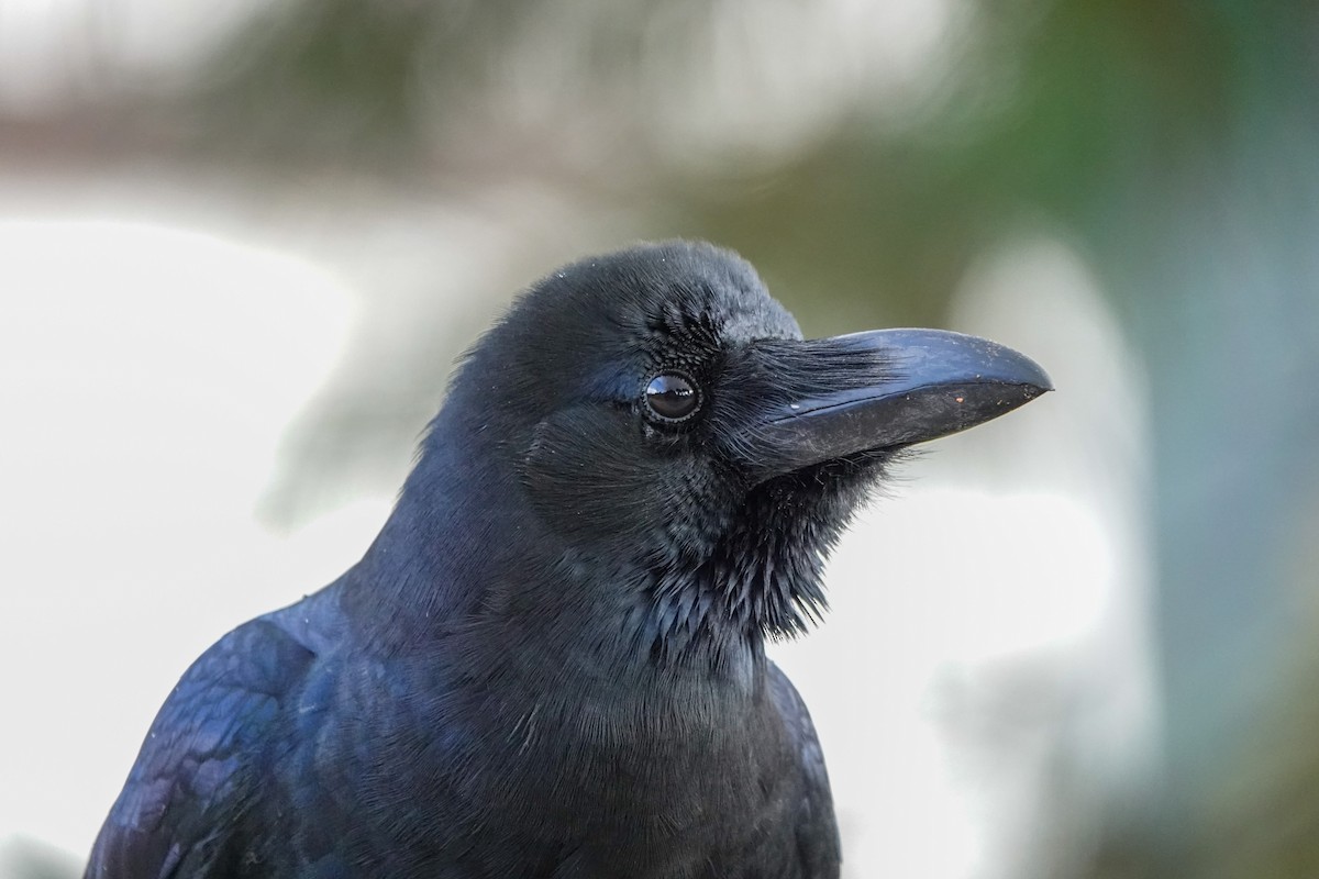 Large-billed Crow - ML610824296