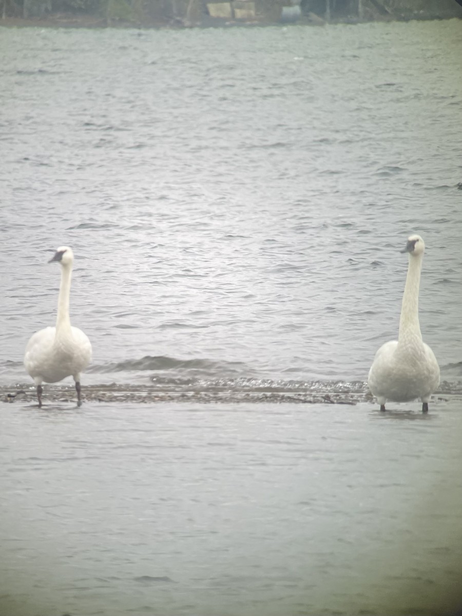 Trumpeter Swan - ML610824345