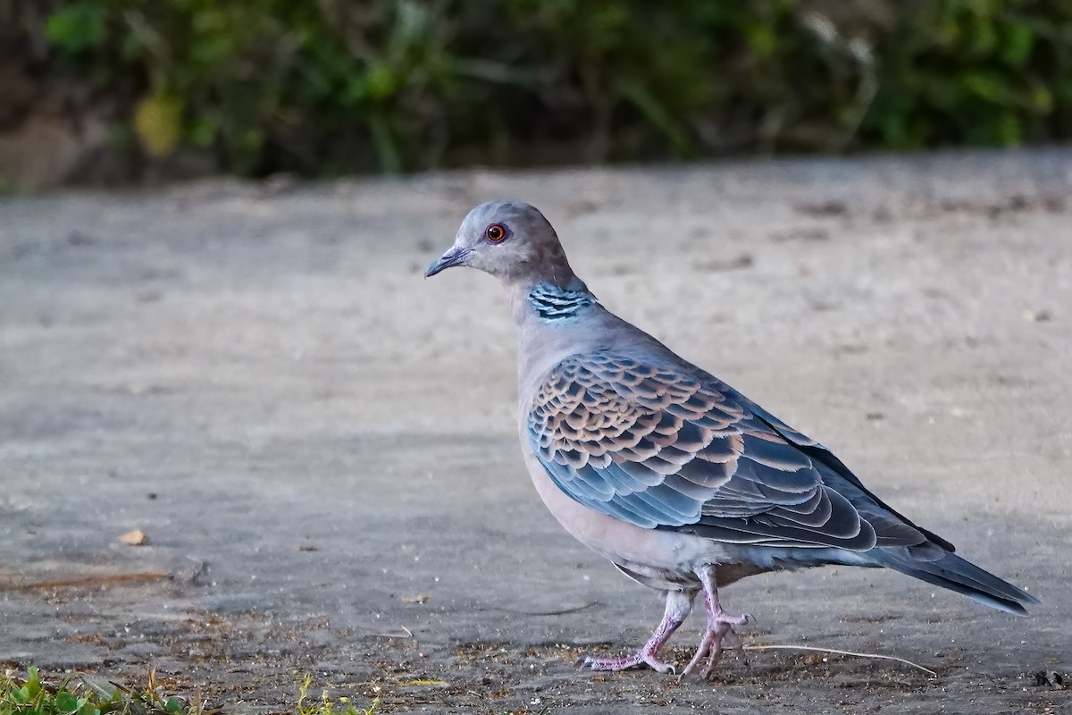 Oriental Turtle-Dove - ML610824358