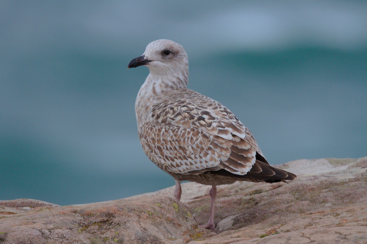 Gaviota Argéntea - ML610824393