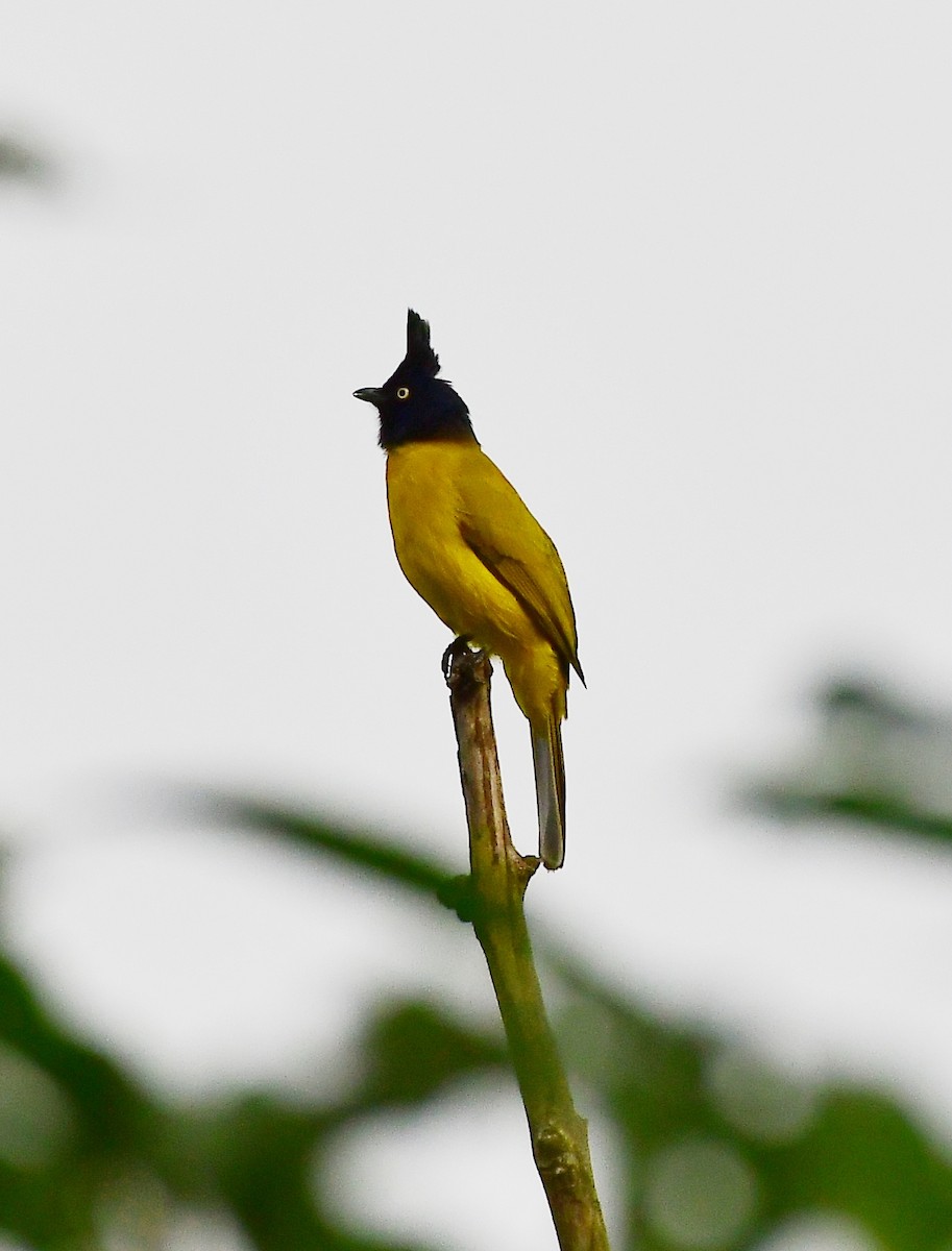 Black-crested Bulbul - ML610824408