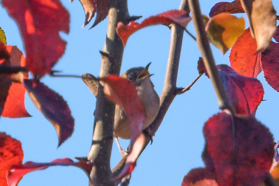 Northern House Wren - ML610824421